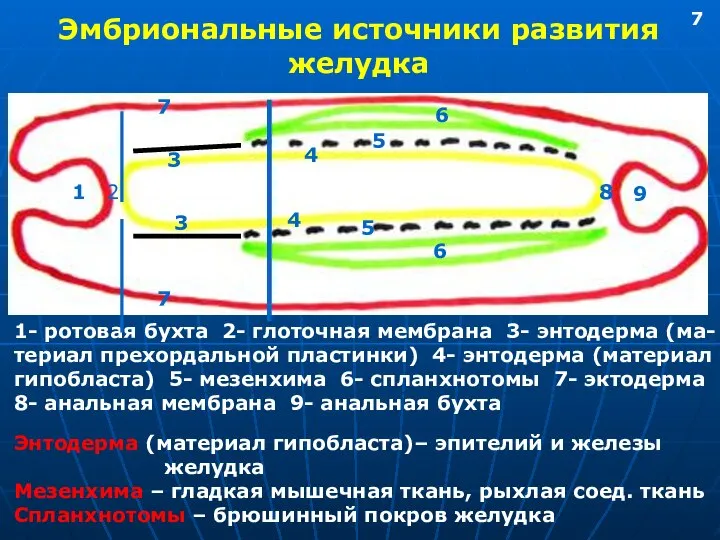 Эмбриональные источники развития желудка 1 2 3 4 5 6 7