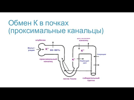 Обмен К в почках (проксимальные канальцы)