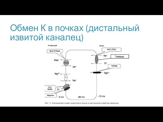 Обмен К в почках (дистальный извитой каналец)