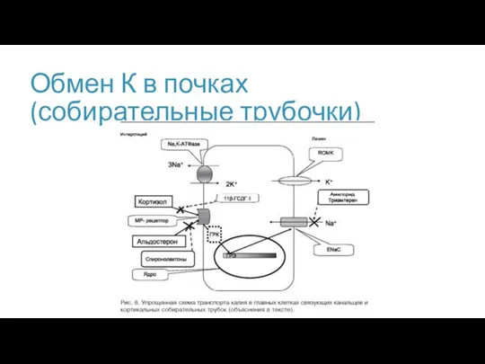 Обмен К в почках (собирательные трубочки)