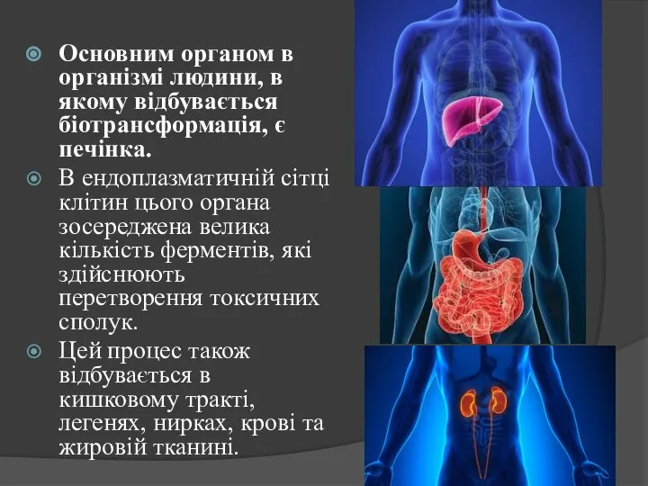 Основним органом в організмі людини, в якому відбувається біотрансформація, є печінка.