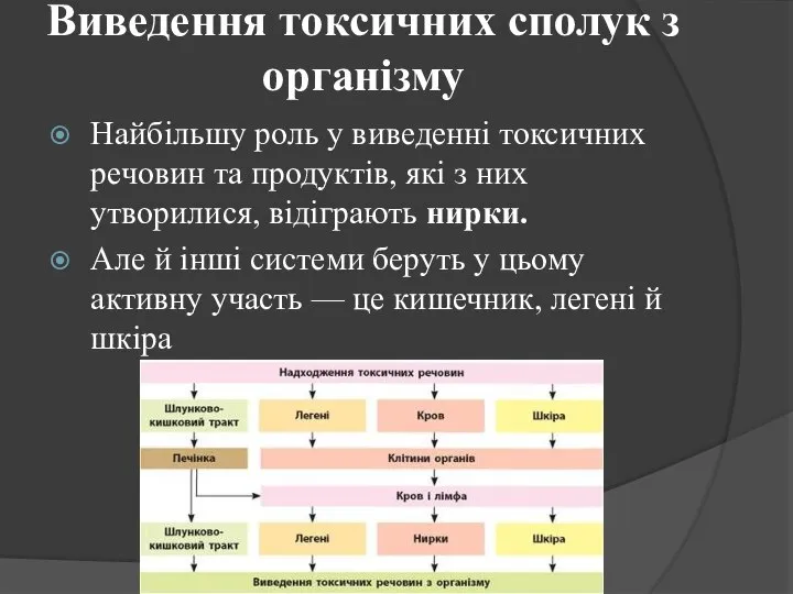 Виведення токсичних сполук з організму Найбільшу роль у виведенні токсичних речовин