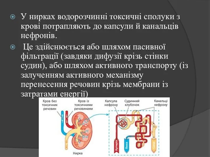 У нирках водорозчинні токсичні сполуки з крові потрапляють до капсули й