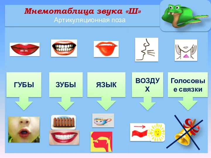 Мнемотаблица звука «Ш» Артикуляционная поза ГУБЫ ЗУБЫ Голосовые связки ЯЗЫК ВОЗДУХ