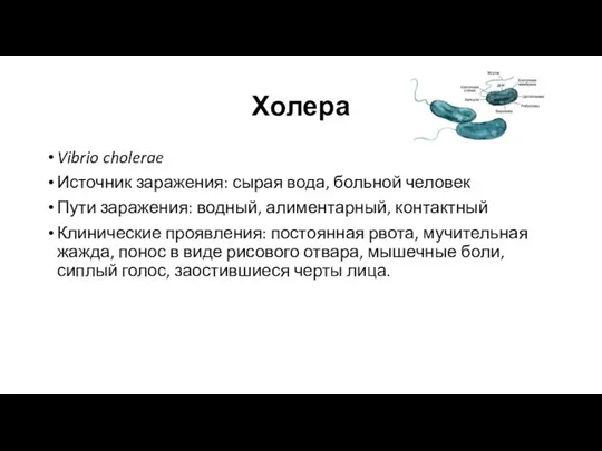 Холера Vibrio cholerae Источник заражения: сырая вода, больной человек Пути заражения: