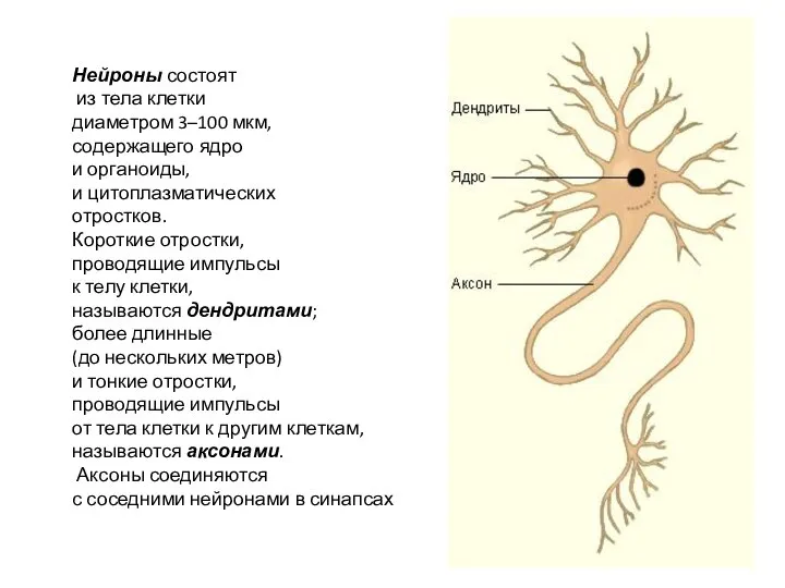Нейроны состоят из тела клетки диаметром 3–100 мкм, содержащего ядро и