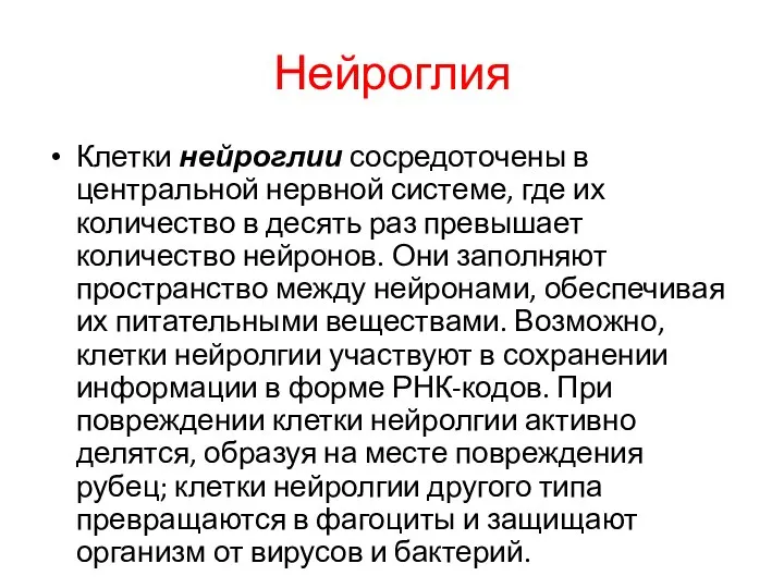 Нейроглия Клетки нейроглии сосредоточены в центральной нервной системе, где их количество