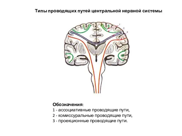 Типы проводящих путей центральной нервной системы Обозначения: 1 - ассоциативные проводящие