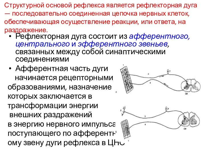 Структурной основой рефлекса является рефлекторная дуга — последовательно соединенная цепочка нервных