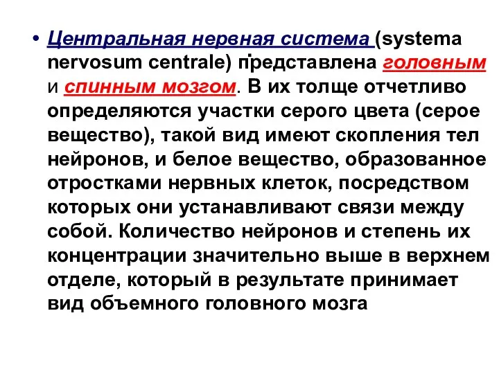 . Центральная нервная система (systema nervosum centrale) представлена головным и спинным