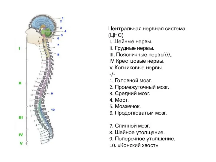 Центральная нервная система (ЦНС) I. Шейные нервы. II. Грудные нервы. III.