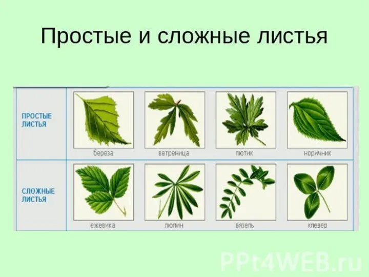 http://ppt4web.ru/images/73/4473/640/img6.jpg