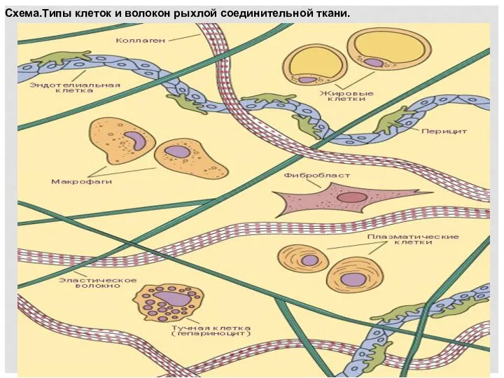 Схема.Типы клеток и волокон рыхлой соединительной ткани.