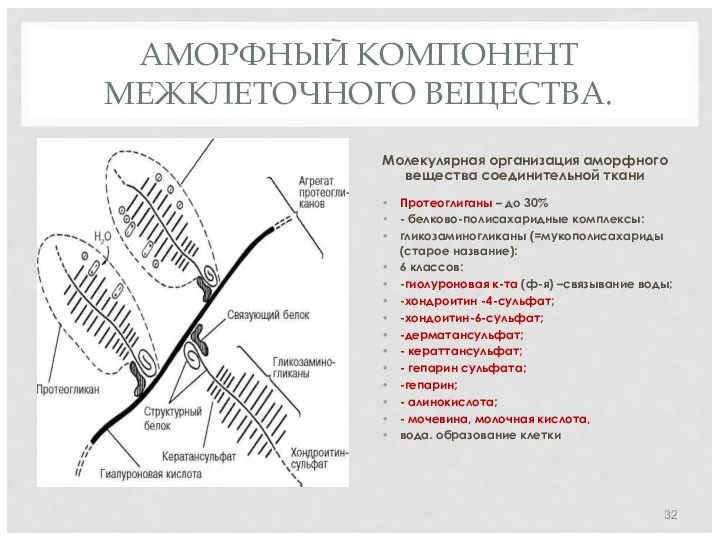 АМОРФНЫЙ КОМПОНЕНТ МЕЖКЛЕТОЧНОГО ВЕЩЕСТВА. Молекулярная организация аморфного вещества соединительной ткани Протеоглиганы