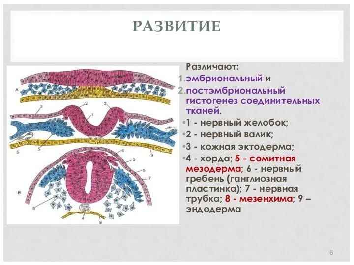 РАЗВИТИЕ Различают: эмбриональный и постэмбриональный гистогенез соединительных тканей. 1 - нервный