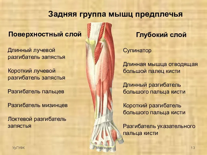 Задняя группа мышц предплечья Поверхностный слой Длинный лучевой разгибатель запястья Короткий