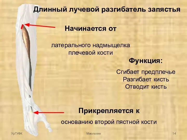 Начинается от латерального надмыщелка плечевой кости Прикрепляется к основанию второй пястной