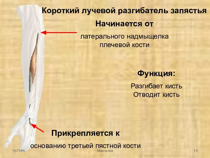 Короткий лучевой разгибатель запястья Начинается от латерального надмыщелка плечевой кости Прикрепляется