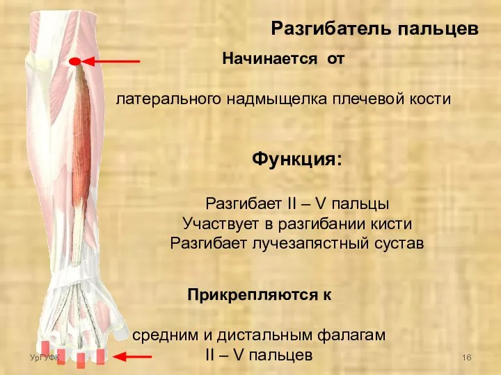 Разгибатель пальцев Начинается от латерального надмыщелка плечевой кости Прикрепляются к средним