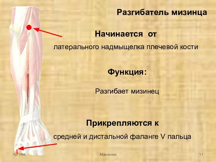 Разгибатель мизинца Начинается от латерального надмыщелка плечевой кости Прикрепляются к средней