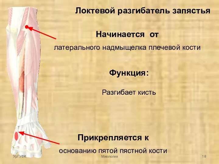 Локтевой разгибатель запястья Начинается от латерального надмыщелка плечевой кости Прикрепляется к