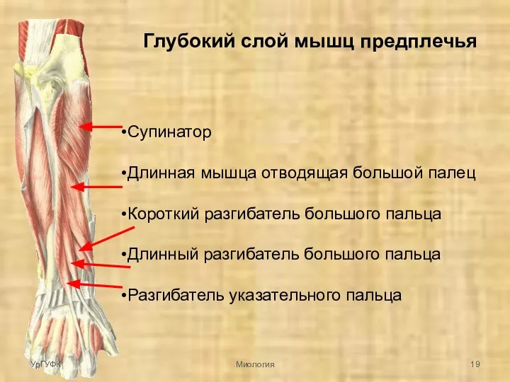 Глубокий слой мышц предплечья Супинатор Длинная мышца отводящая большой палец Короткий