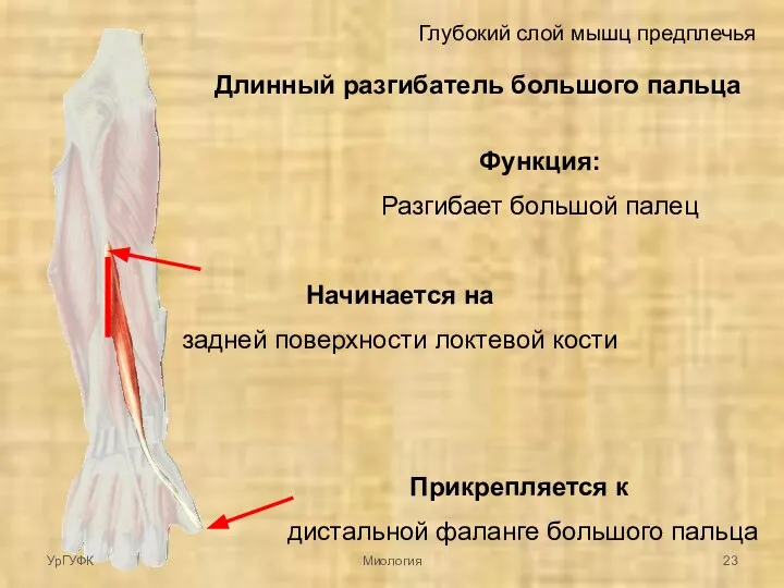 Глубокий слой мышц предплечья Длинный разгибатель большого пальца Начинается на задней