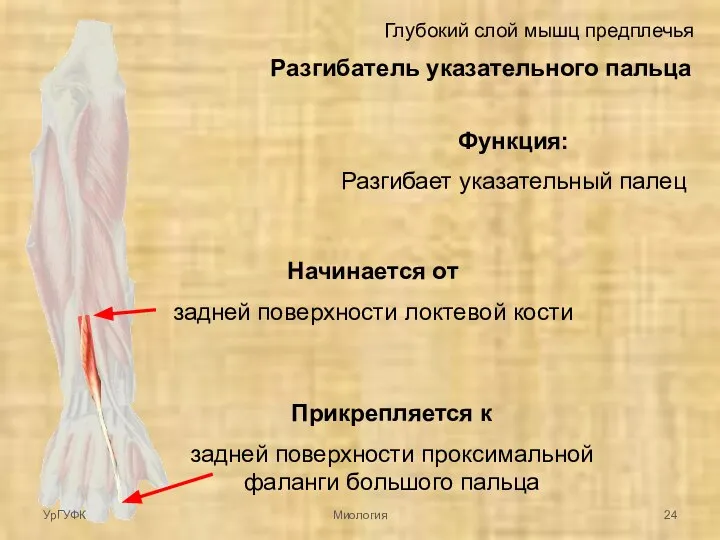 Глубокий слой мышц предплечья Разгибатель указательного пальца Начинается от задней поверхности