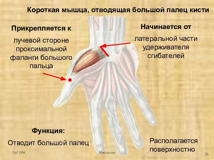 Короткая мышца, отводящая большой палец кисти Располагается поверхностно Начинается от латеральной