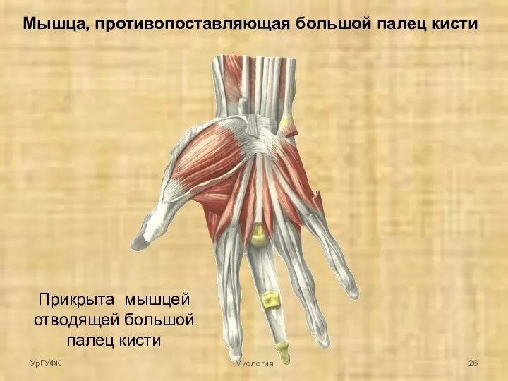 Мышца, противопоставляющая большой палец кисти Прикрыта мышцей отводящей большой палец кисти УрГУФК Миология