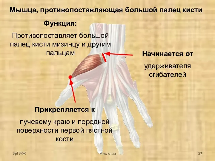 Мышца, противопоставляющая большой палец кисти Начинается от удерживателя сгибателей Прикрепляется к