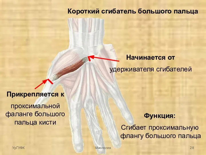 Короткий сгибатель большого пальца Начинается от удерживателя сгибателей Прикрепляется к проксимальной