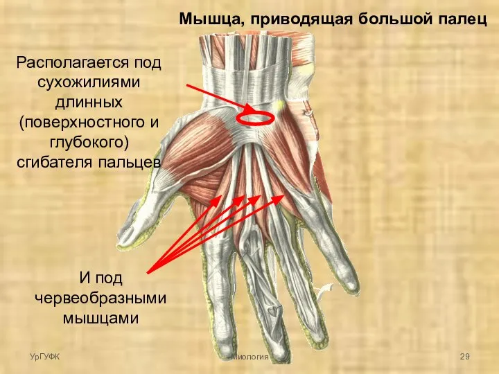 Мышца, приводящая большой палец Располагается под сухожилиями длинных (поверхностного и глубокого)