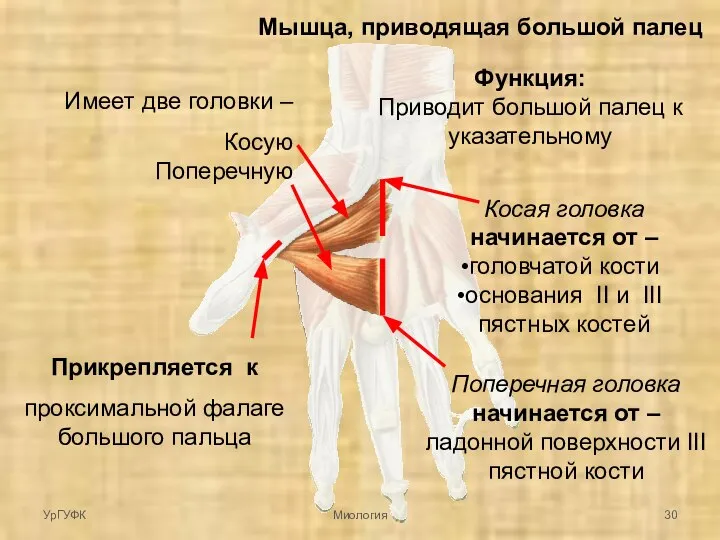 Мышца, приводящая большой палец Имеет две головки – Косую Поперечную Косая