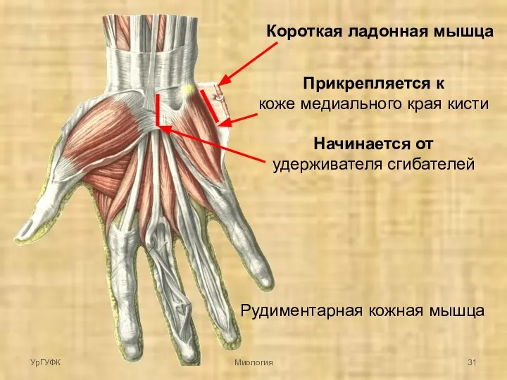 Короткая ладонная мышца Рудиментарная кожная мышца Прикрепляется к коже медиального края