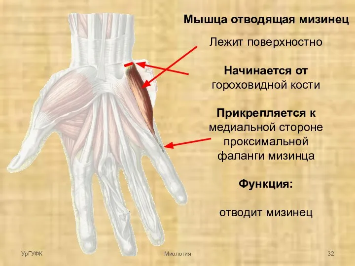 Мышца отводящая мизинец Лежит поверхностно Начинается от гороховидной кости Прикрепляется к