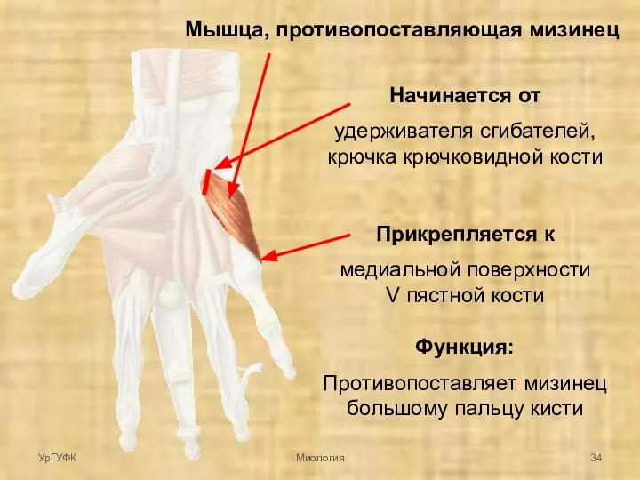 Мышца, противопоставляющая мизинец Начинается от удерживателя сгибателей, крючка крючковидной кости Прикрепляется