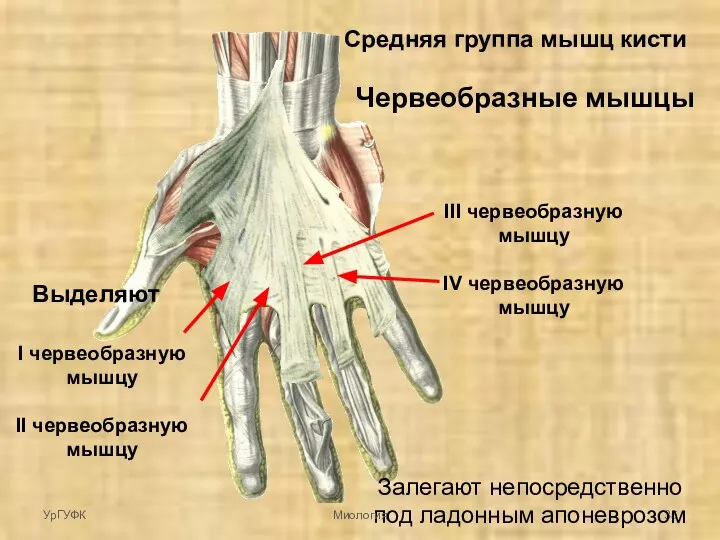 Средняя группа мышц кисти Залегают непосредственно под ладонным апоневрозом Выделяют I
