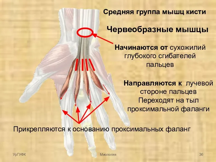 Начинаются от сухожилий глубокого сгибателей пальцев Средняя группа мышц кисти Червеобразные