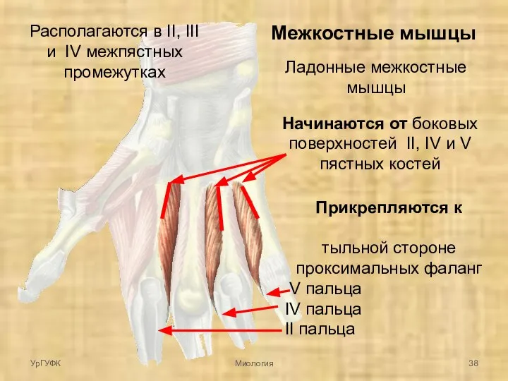 Межкостные мышцы Ладонные межкостные мышцы Располагаются в II, III и IV