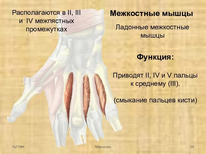 Межкостные мышцы Ладонные межкостные мышцы Располагаются в II, III и IV