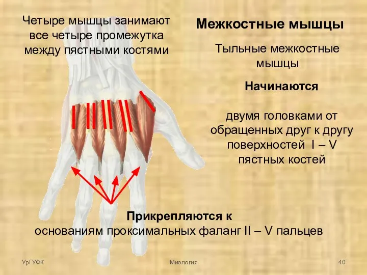 Межкостные мышцы Тыльные межкостные мышцы Начинаются двумя головками от обращенных друг