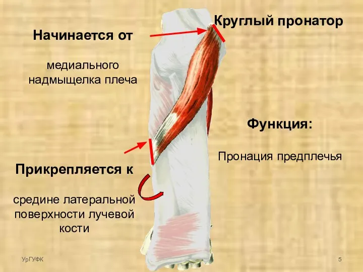 Круглый пронатор Начинается от медиального надмыщелка плеча Прикрепляется к средине латеральной