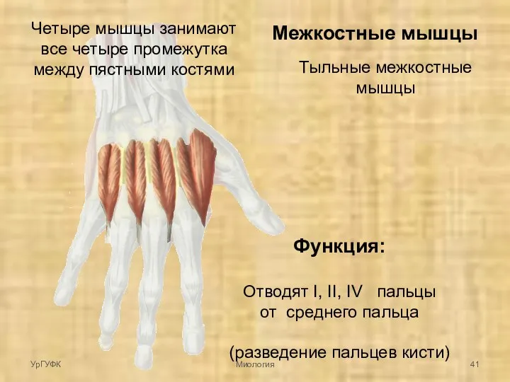 Межкостные мышцы Тыльные межкостные мышцы Четыре мышцы занимают все четыре промежутка