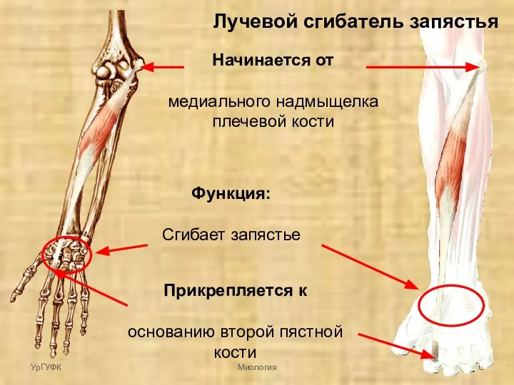 Начинается от медиального надмыщелка плечевой кости Прикрепляется к основанию второй пястной