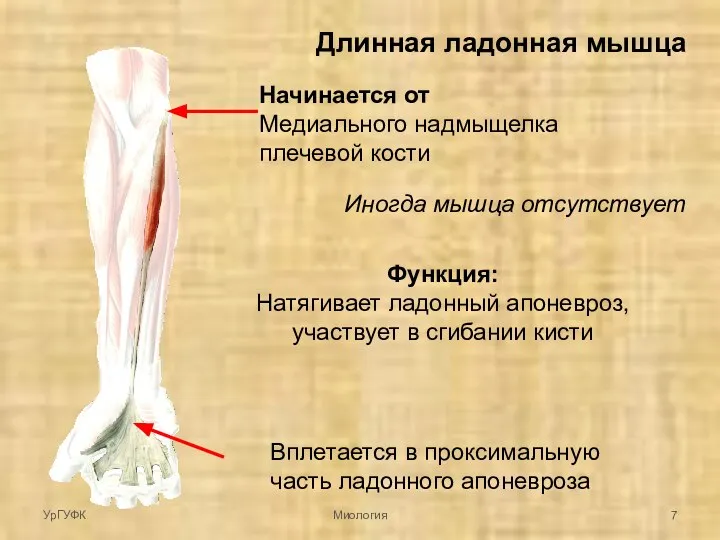 Длинная ладонная мышца Начинается от Медиального надмыщелка плечевой кости Вплетается в