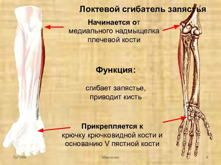 Локтевой сгибатель запястья Начинается от медиального надмыщелка плечевой кости Прикрепляется к