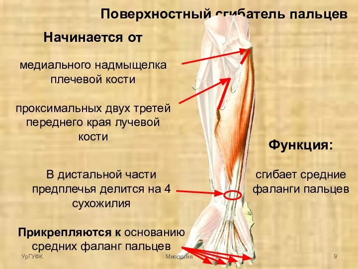 Поверхностный сгибатель пальцев Начинается от медиального надмыщелка плечевой кости проксимальных двух