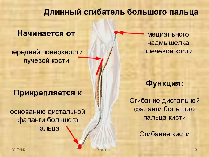 Длинный сгибатель большого пальца Начинается от передней поверхности лучевой кости медиального