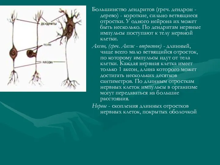 Большинство дендритов (греч. дендрон - дерево) - короткие, сильно ветвящиеся отростки.